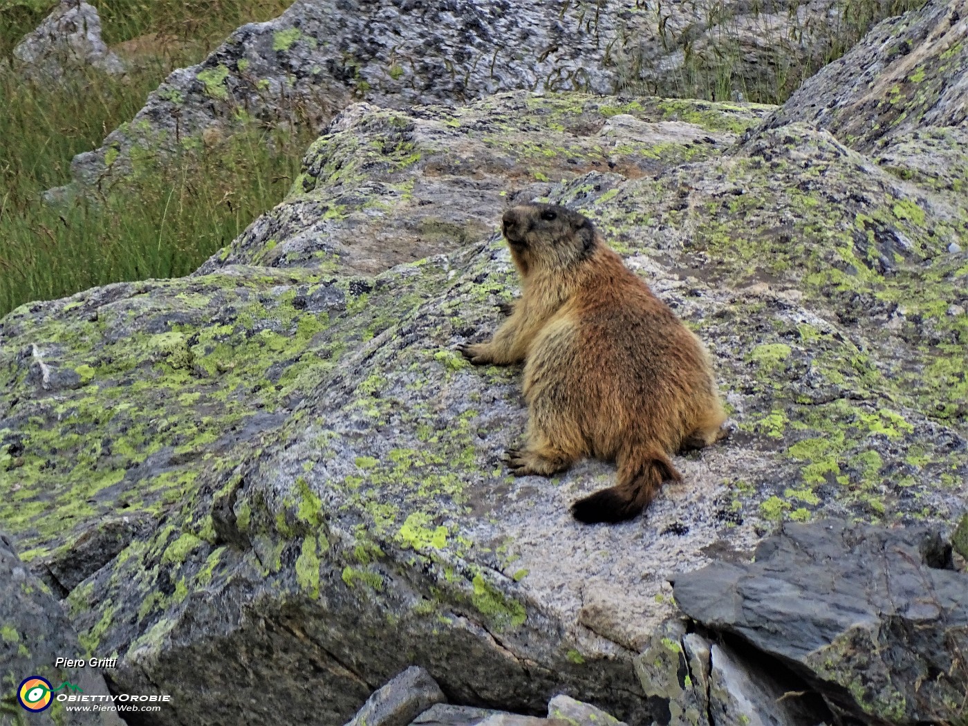 54 Marmottona  in relax su roccione  al Lago del Diavolo .JPG
